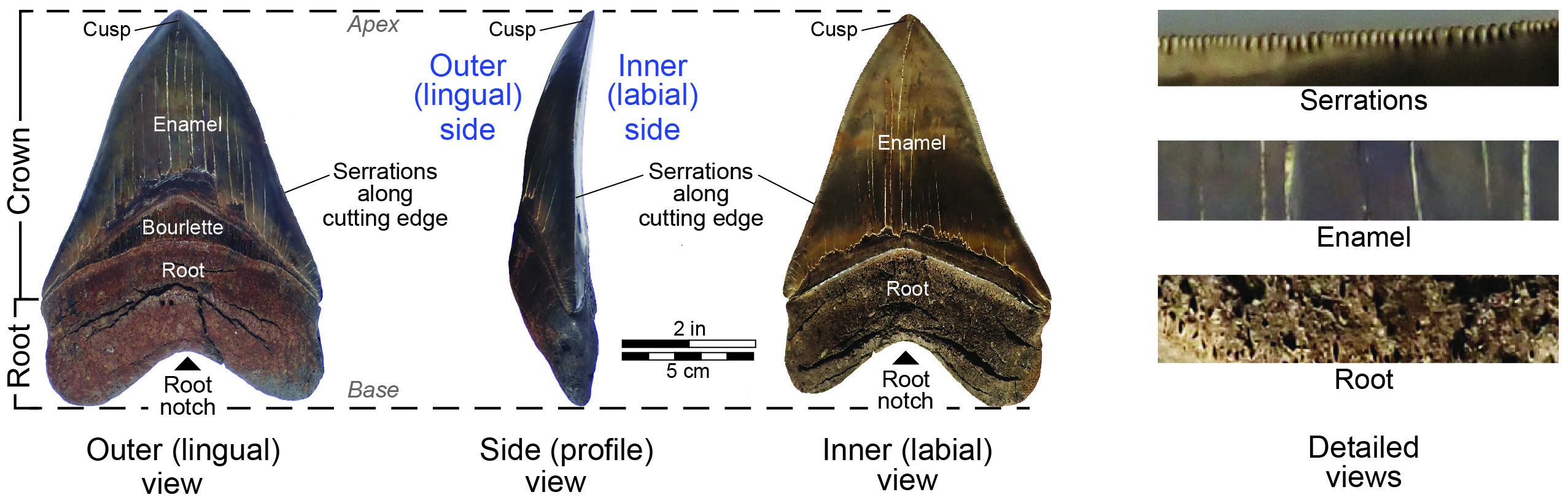 Different views of a fossil megalodon tooth. This specimen is from the Pliocene of South Carolina. Donated by Mary Ann Russell.